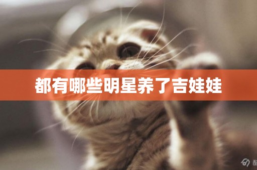 都有哪些明星養了吉娃娃