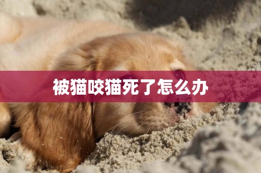 被貓咬貓死了怎么辦
