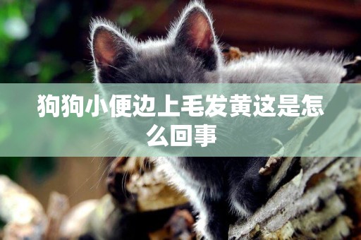 狗狗小便邊上毛發黃這是怎么回事