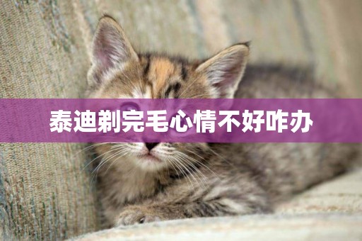 泰迪剃完毛心情不好咋辦