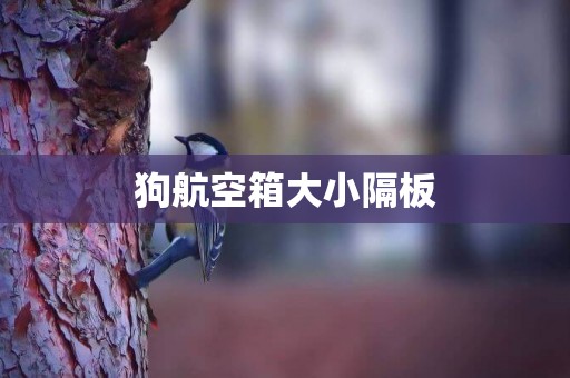 狗航空箱大小隔板