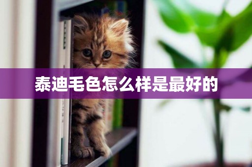 泰迪毛色怎么樣是最好的