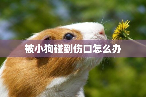 被小狗碰到傷口怎么辦