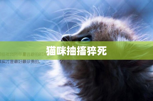 貓咪抽搐猝死