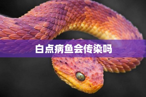 白點病魚會傳染嗎