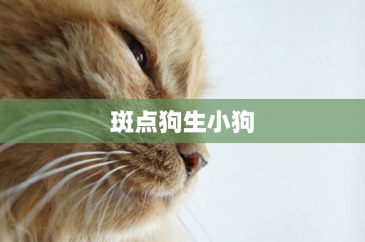 斑點狗生小狗
