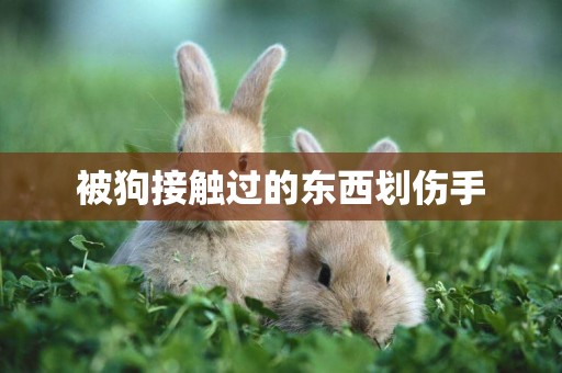 被狗接觸過的東西劃傷手