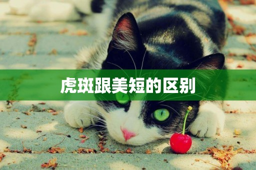 虎斑跟美短的區別