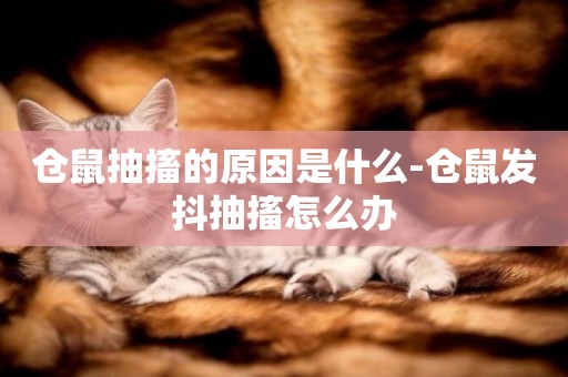 倉鼠抽搐的原因是什么-倉鼠發抖抽搐怎么辦