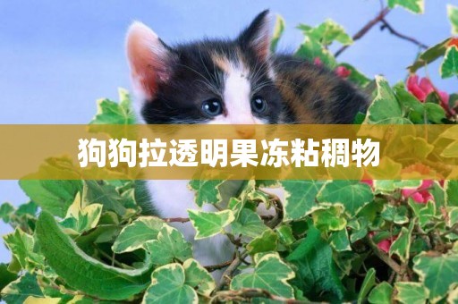 狗狗拉透明果凍粘稠物