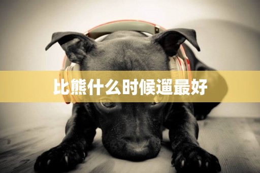 比熊什么時候遛最好