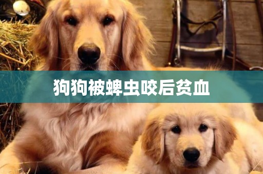 狗狗被蜱蟲咬后貧血
