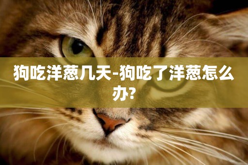 狗吃洋蔥幾天-狗吃了洋蔥怎么辦?