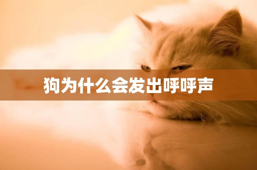 狗為什么會發出呼呼聲