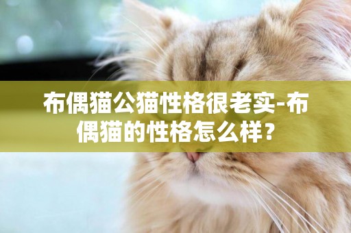 布偶貓公貓性格很老實-布偶貓的性格怎么樣？