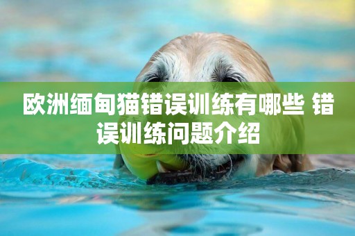 歐洲緬甸貓錯誤訓練有哪些 錯誤訓練問題介紹
