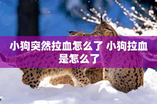 小狗突然拉血怎么了 小狗拉血是怎么了