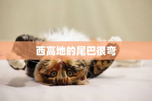 西高地的尾巴很彎