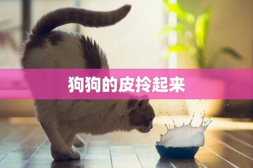 狗狗的皮拎起來