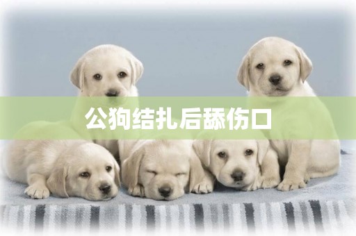 公狗結扎后舔傷口