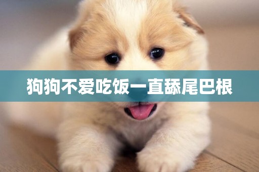 狗狗不愛吃飯一直舔尾巴根