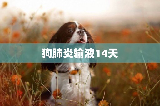 狗肺炎輸液14天