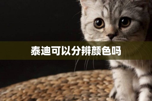 泰迪可以分辨顏色嗎