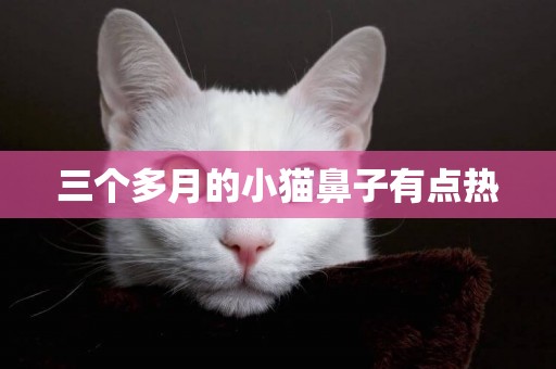三個多月的小貓鼻子有點熱