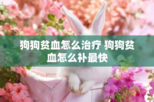 狗狗貧血怎么治療 狗狗貧血怎么補最快