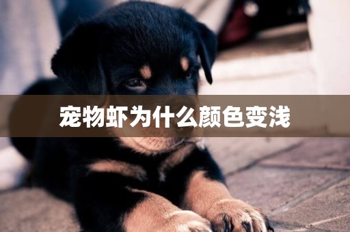 寵物蝦為什么顏色變淺