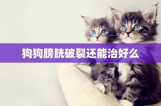 狗狗膀胱破裂還能治好么
