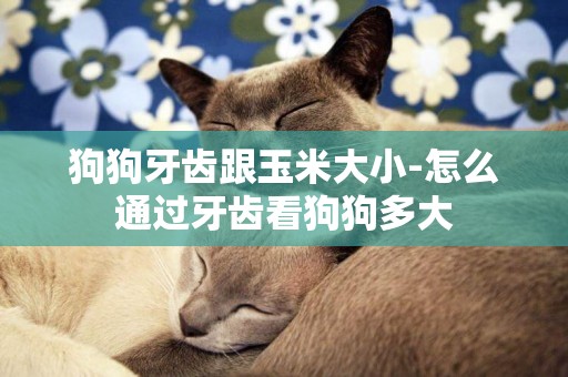 狗狗牙齒跟玉米大小-怎么通過牙齒看狗狗多大