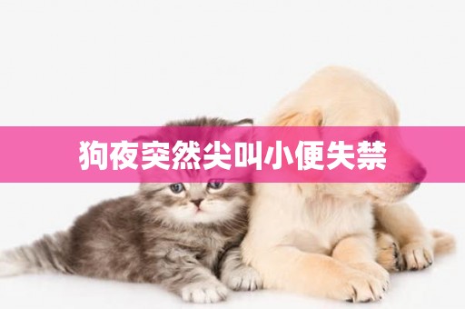 狗夜突然尖叫小便失禁