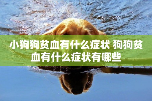 小狗狗貧血有什么癥狀 狗狗貧血有什么癥狀有哪些
