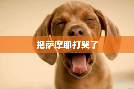 把薩摩耶打哭了