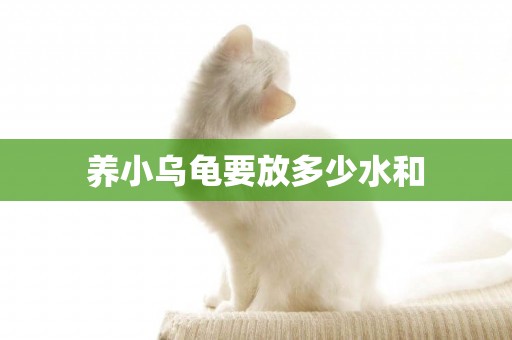 養小烏龜要放多少水和
