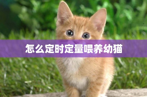 怎么定時定量喂養幼貓