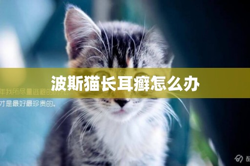 波斯貓長耳癬怎么辦