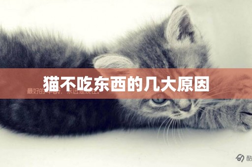 貓不吃東西的幾大原因