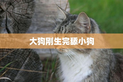 大狗剛生完舔小狗