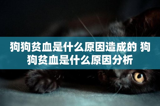 狗狗貧血是什么原因造成的 狗狗貧血是什么原因分析