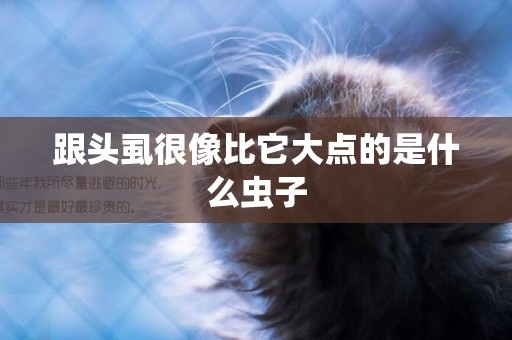 跟頭虱很像比它大點的是什么蟲子