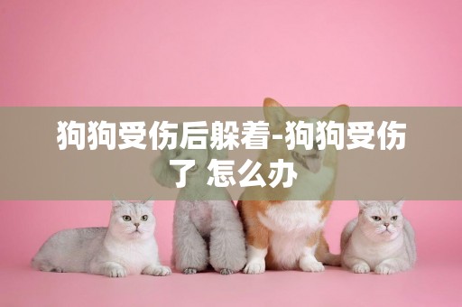 狗狗受傷后躲著-狗狗受傷了 怎么辦