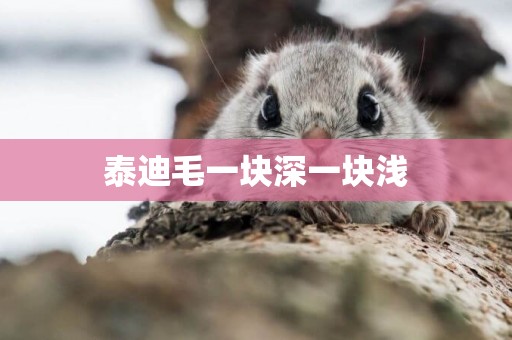 泰迪毛一塊深一塊淺