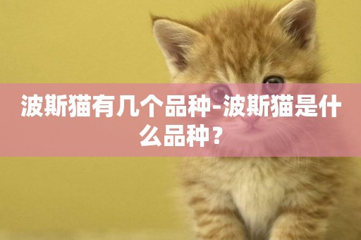 波斯貓有幾個品種-波斯貓是什么品種？