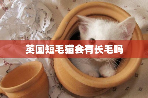 英國短毛貓會有長毛嗎