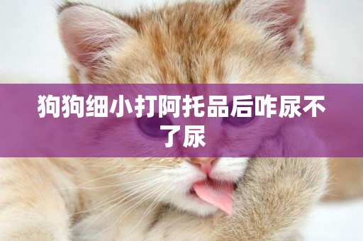 狗狗細小打阿托品后咋尿不了尿