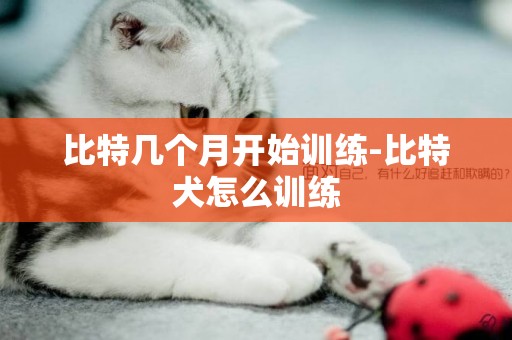 比特幾個月開始訓練-比特犬怎么訓練