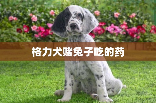 格力犬賭兔子吃的藥