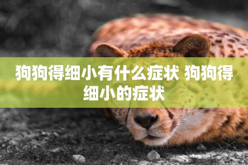 狗狗得細小有什么癥狀 狗狗得細小的癥狀